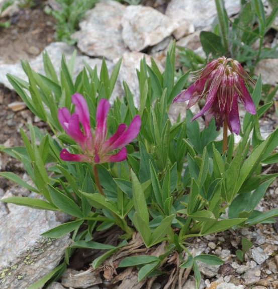 Pflanzenbild gross Alpen-Klee - Trifolium alpinum