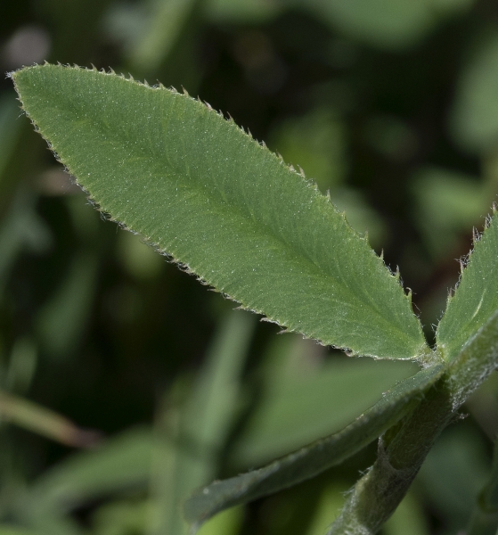 Pflanzenbild gross Berg-Klee - Trifolium montanum
