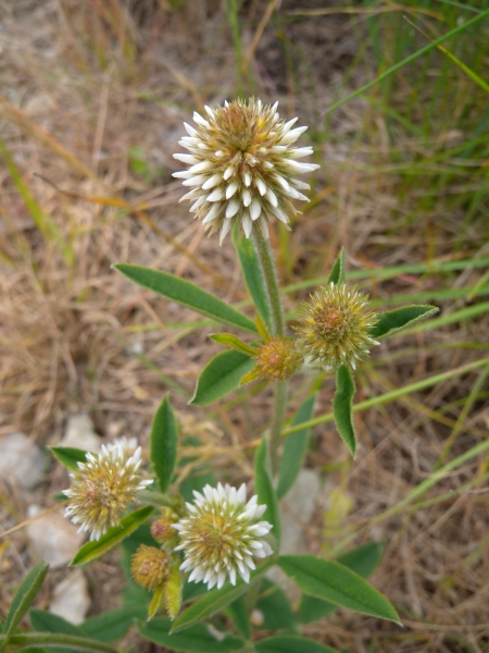 Pflanzenbild gross Berg-Klee - Trifolium montanum