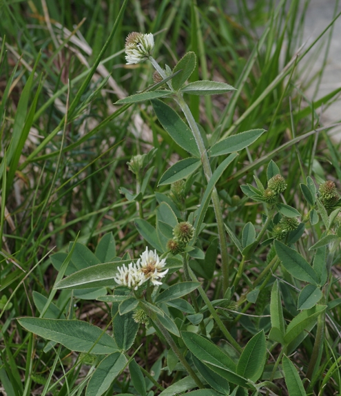 Pflanzenbild gross Berg-Klee - Trifolium montanum