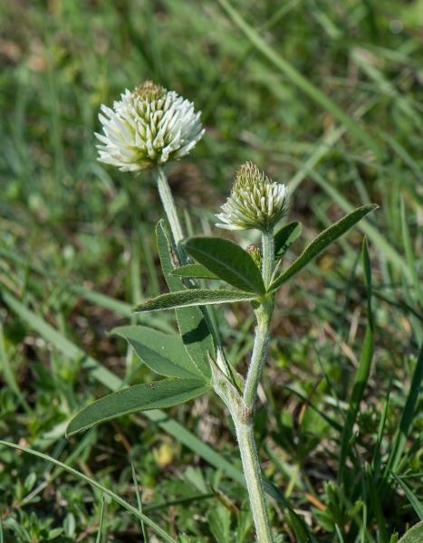 Pflanzenbild gross Berg-Klee - Trifolium montanum