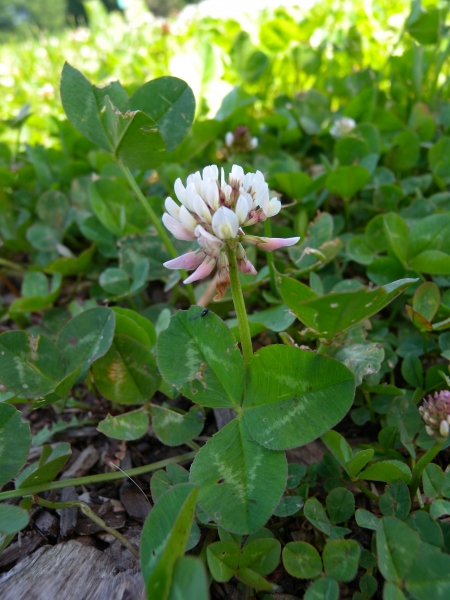 Pflanzenbild gross Kriechender Klee - Trifolium repens