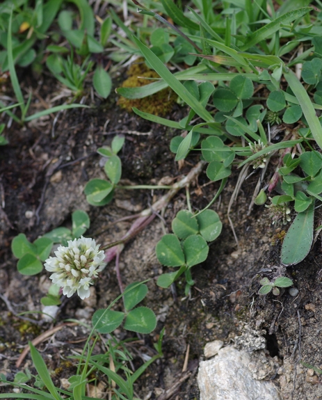 Pflanzenbild gross Kriechender Klee - Trifolium repens