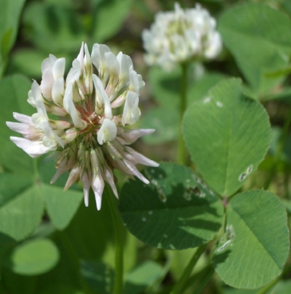 Pflanzenbild gross Kriechender Klee - Trifolium repens