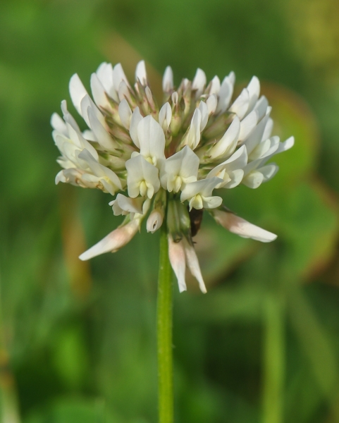Pflanzenbild gross Kriechender Klee - Trifolium repens