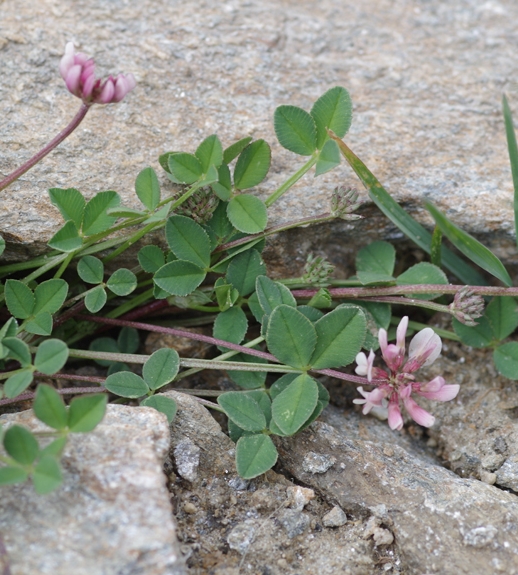 Pflanzenbild gross Bleicher Klee - Trifolium pallescens