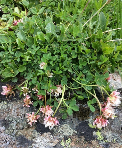 Pflanzenbild gross Thals Klee - Trifolium thalii