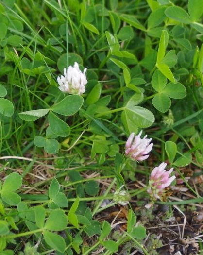 Pflanzenbild gross Thals Klee - Trifolium thalii