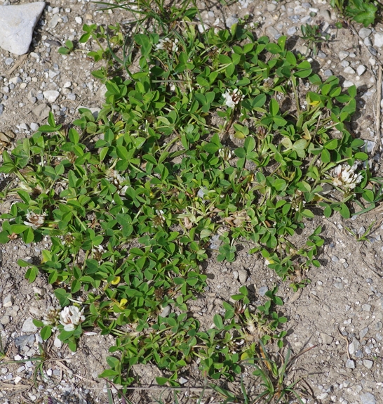 Pflanzenbild gross Thals Klee - Trifolium thalii