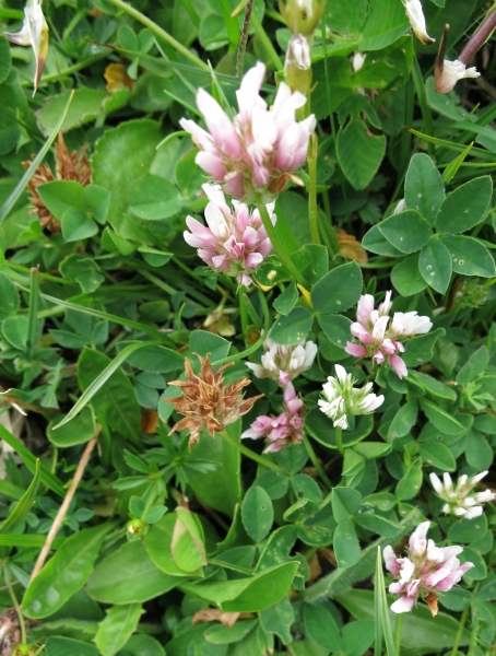 Pflanzenbild gross Thals Klee - Trifolium thalii