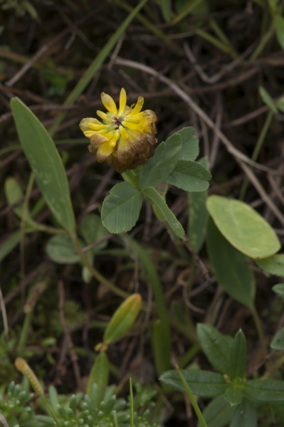 Pflanzenbild gross Braun-Klee - Trifolium badium