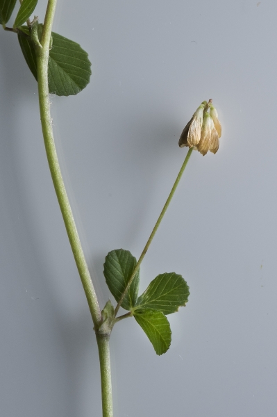 Pflanzenbild gross Zweifelhafter Klee - Trifolium dubium