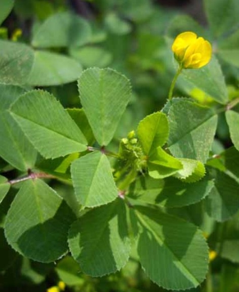 Pflanzenbild gross Zweifelhafter Klee - Trifolium dubium