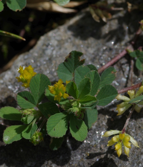 Pflanzenbild gross Zweifelhafter Klee - Trifolium dubium