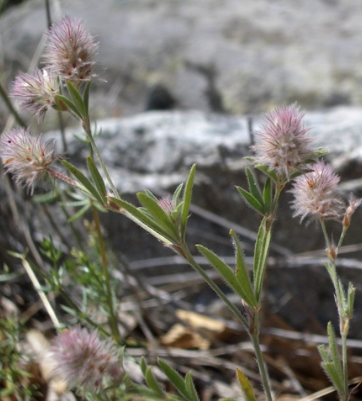 Pflanzenbild gross Hasen-Klee - Trifolium arvense