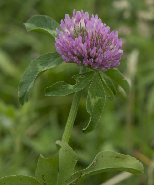 Pflanzenbild gross Rot-Klee - Trifolium pratense