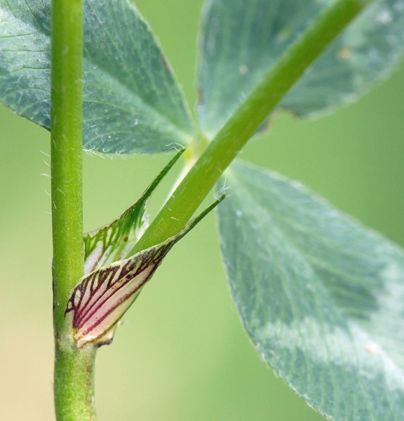 Pflanzenbild gross Rot-Klee - Trifolium pratense