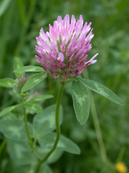 Pflanzenbild gross Rot-Klee - Trifolium pratense