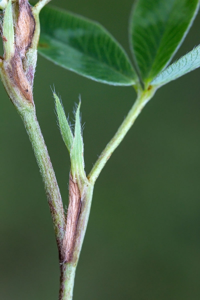 Pflanzenbild gross Mittlerer Klee - Trifolium medium