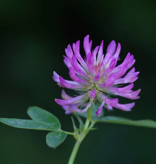 Pflanzenbild gross Mittlerer Klee - Trifolium medium
