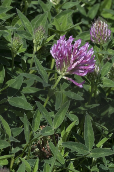 Pflanzenbild gross Mittlerer Klee - Trifolium medium