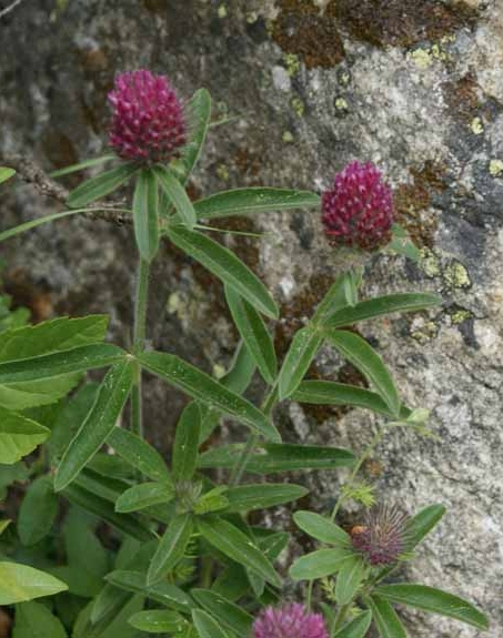 Pflanzenbild gross Hügel-Klee - Trifolium alpestre
