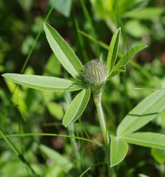 Pflanzenbild gross Hügel-Klee - Trifolium alpestre