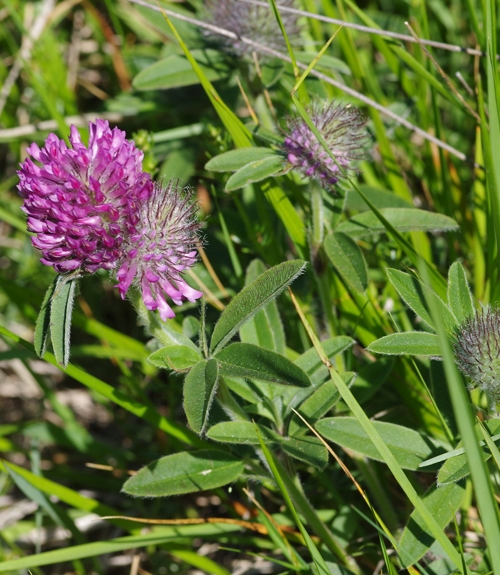 Pflanzenbild gross Hügel-Klee - Trifolium alpestre