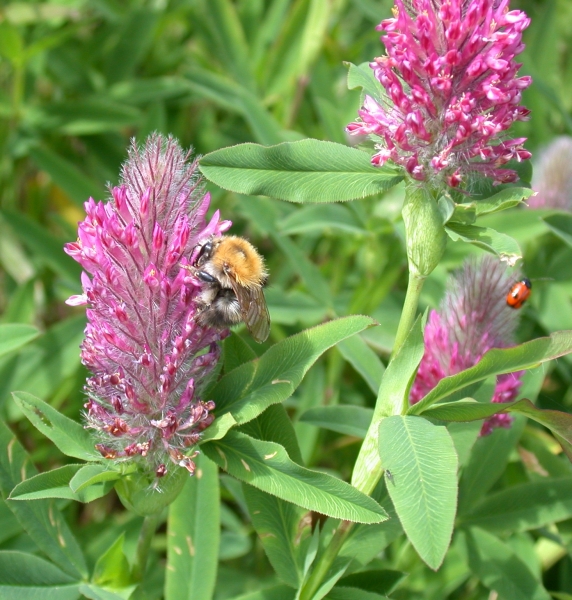 Pflanzenbild gross Purpur-Klee - Trifolium rubens