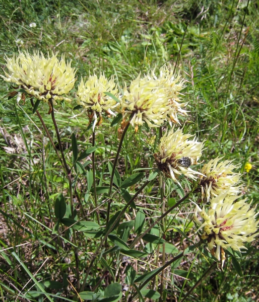 Pflanzenbild gross Gelblicher Klee - Trifolium ochroleucon