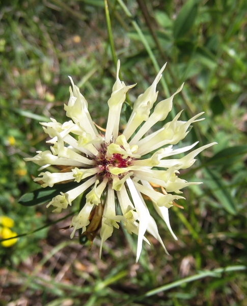 Pflanzenbild gross Gelblicher Klee - Trifolium ochroleucon
