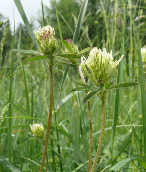 Pflanzenbild gross Gelblicher Klee - Trifolium ochroleucon