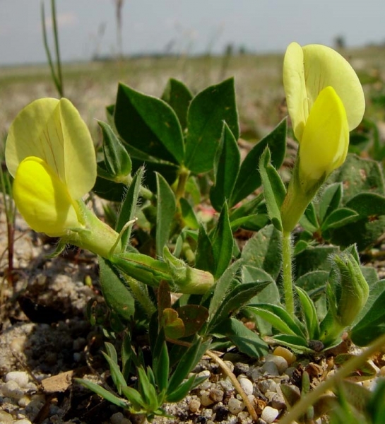 Pflanzenbild gross Gelbe Spargelerbse - Lotus maritimus
