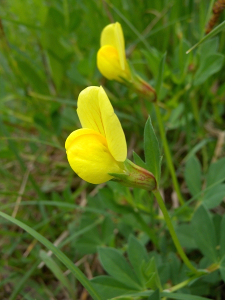 Pflanzenbild gross Gelbe Spargelerbse - Lotus maritimus