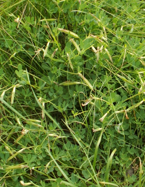 Pflanzenbild gross Gelbe Spargelerbse - Lotus maritimus