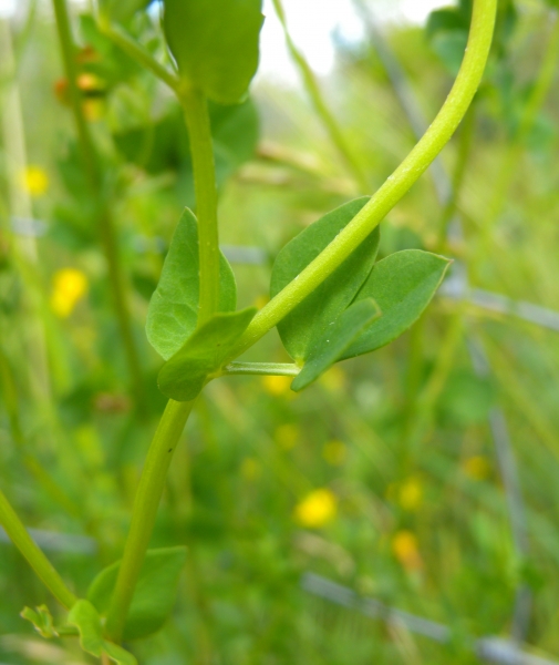 Pflanzenbild gross Gewöhnlicher Hornklee - Lotus corniculatus