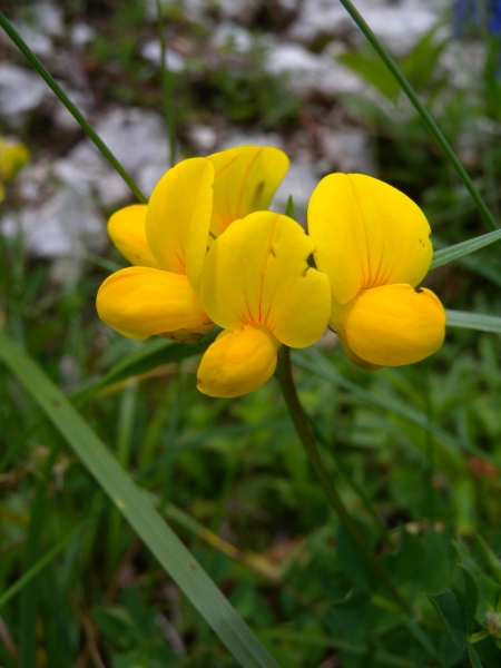 Pflanzenbild gross Gewöhnlicher Hornklee - Lotus corniculatus