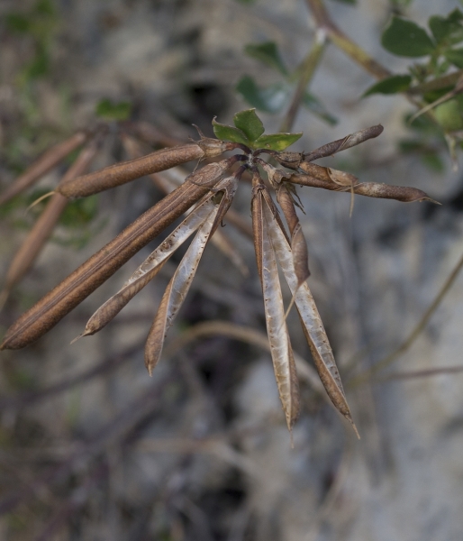Pflanzenbild gross Gewöhnlicher Hornklee - Lotus corniculatus