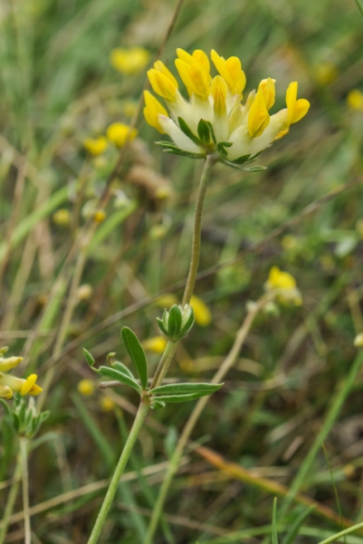 Pflanzenbild gross Echter Wundklee - Anthyllis vulneraria