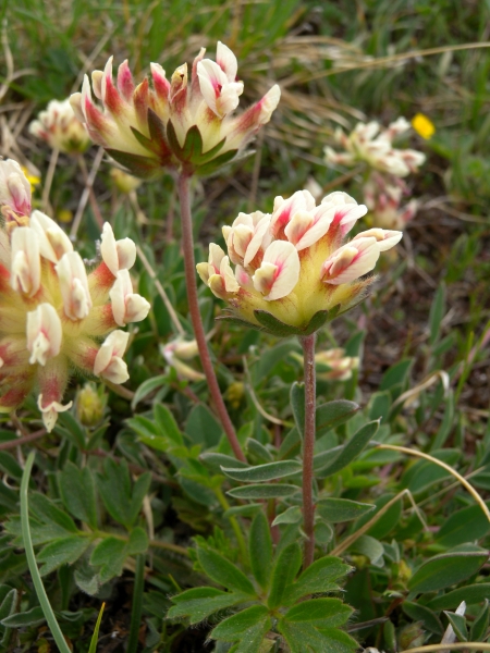 Pflanzenbild gross Walliser Wundklee - Anthyllis vulneraria subsp. valesiaca