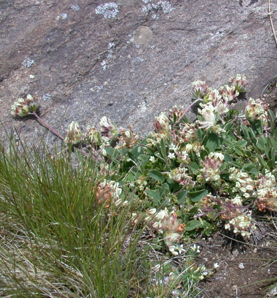 Pflanzenbild gross Walliser Wundklee - Anthyllis vulneraria subsp. valesiaca