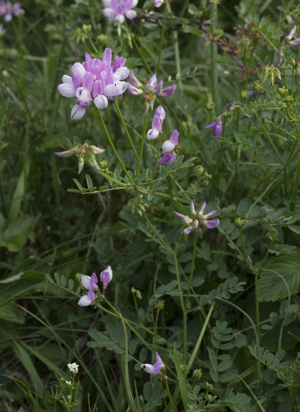 Pflanzenbild gross Bunte Kronwicke - Securigera varia