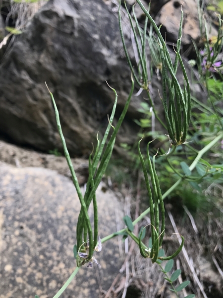 Pflanzenbild gross Bunte Kronwicke - Securigera varia