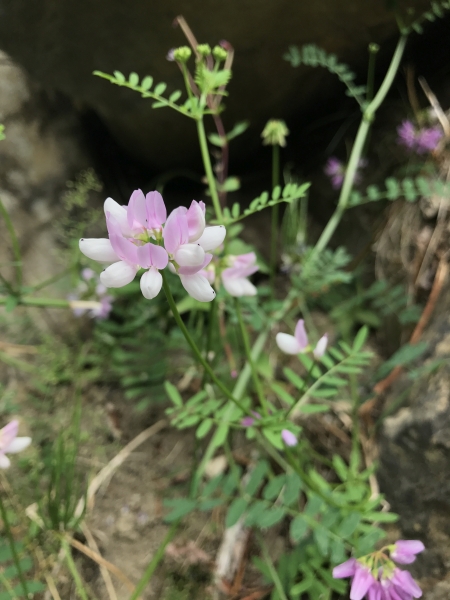 Pflanzenbild gross Bunte Kronwicke - Securigera varia