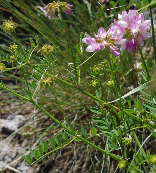 Pflanzenbild gross Bunte Kronwicke - Securigera varia