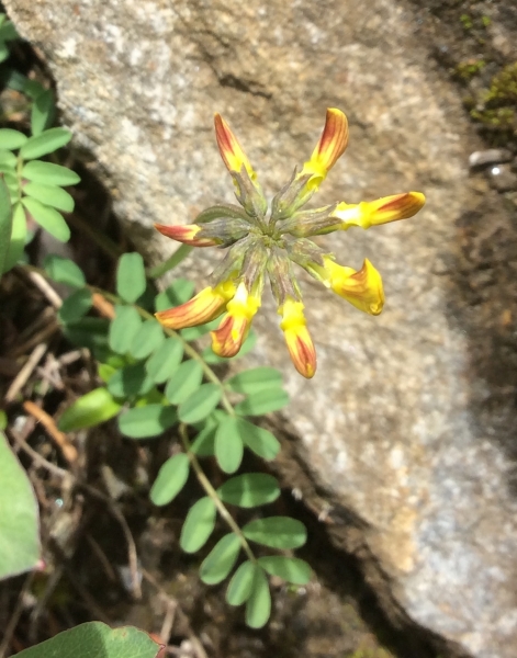 Pflanzenbild gross Schopfiger Hufeisenklee - Hippocrepis comosa