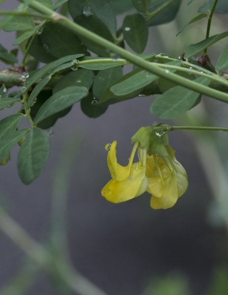 Pflanzenbild gross Strauchwicke - Hippocrepis emerus