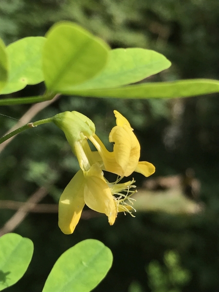 Pflanzenbild gross Strauchwicke - Hippocrepis emerus