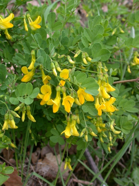 Pflanzenbild gross Strauchwicke - Hippocrepis emerus