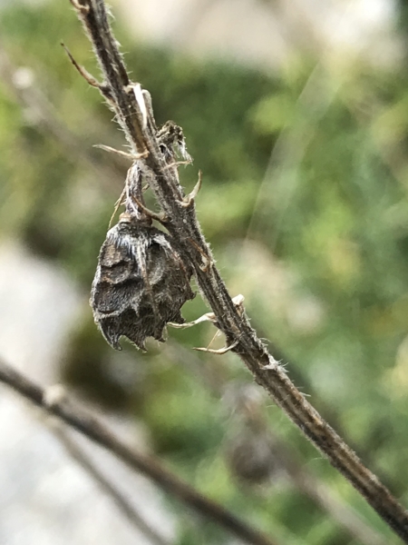 Pflanzenbild gross Berg-Esparsette - Onobrychis montana